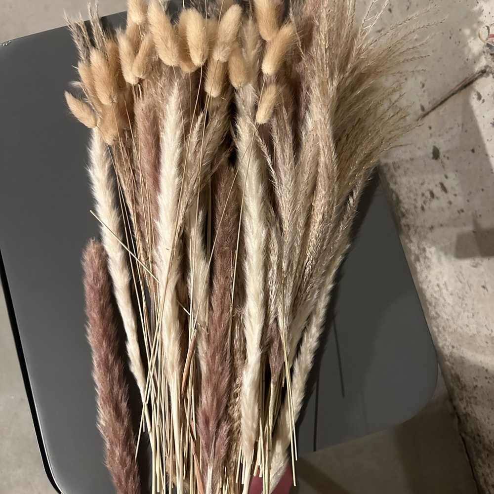 Assorted Pompas Grass - 15 in
